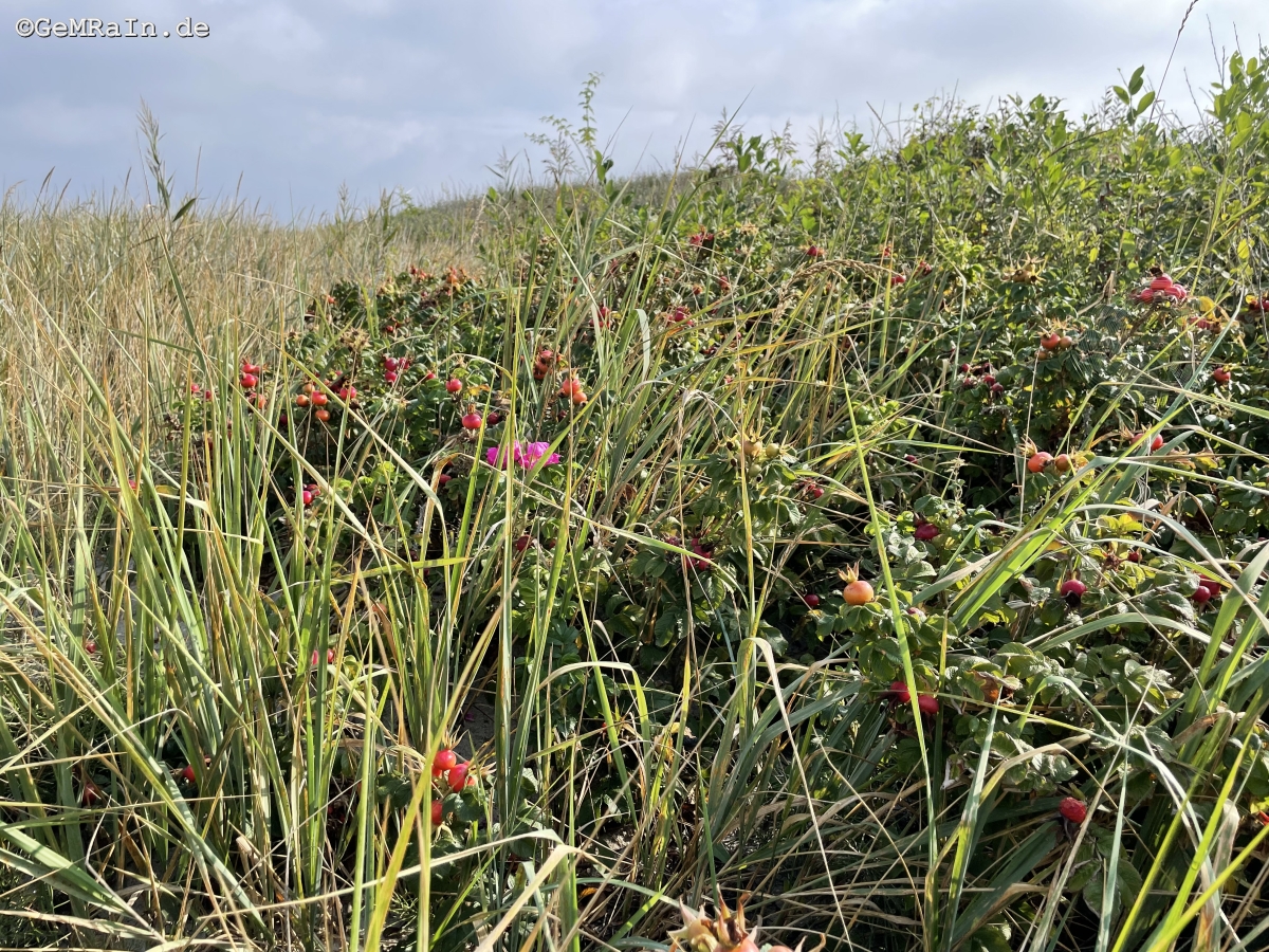 Prignitz2022-09-0666