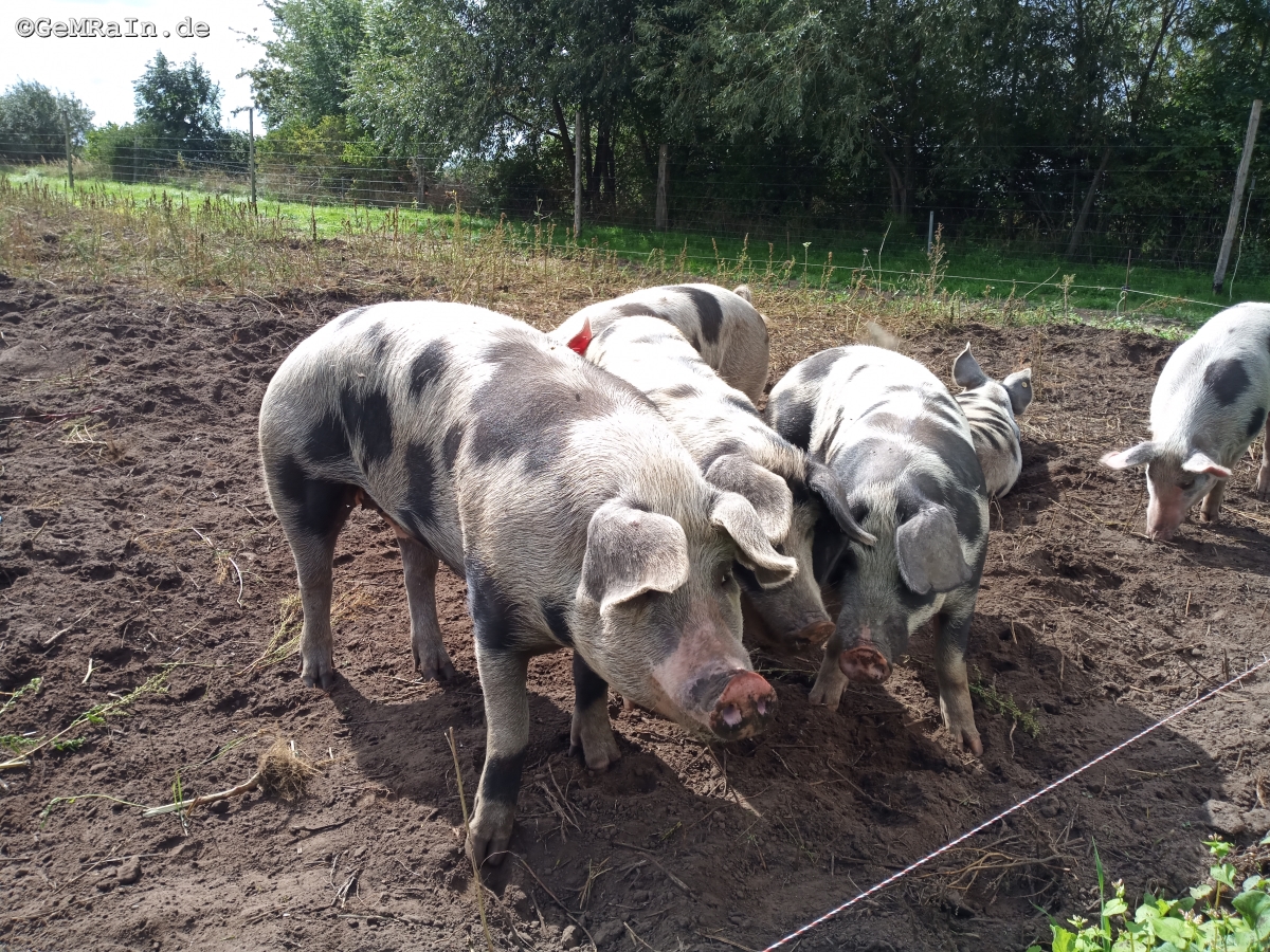 Prignitz2022-09-0962