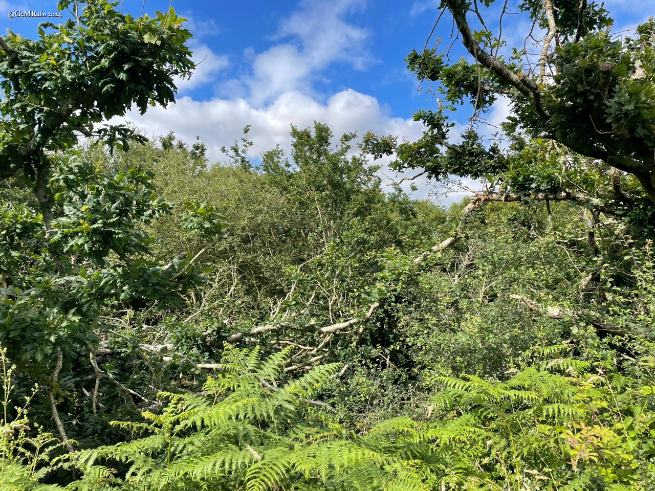 2024-IRL-01129 IMG_4191